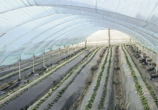 Poza cu Folie de mulcire biodegradabilă Pati Italia 15 microni