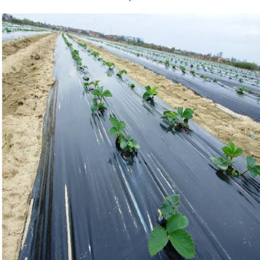 Poza cu Folie de mulcire neagră UV pentru legumicultură
