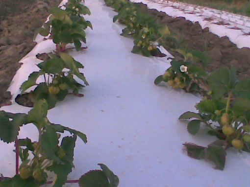 Poza cu Folie de mulcire argintie-neagră UV 30 microni 1,2 m x 1500 m