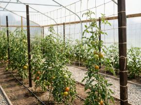 Poza pentru categoria Plase de susținere plante