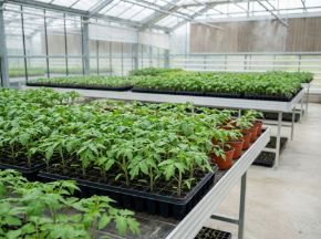 Poza pentru categoria Răsaduri de tomate