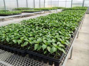 Poza pentru categoria Răsaduri de ardei, gogoșar & kapia