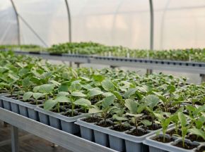 Poza pentru categoria Răsaduri de castraveți, vinete & alte legume