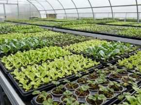 Poza pentru categoria Răsaduri de salată, varză & stoloni