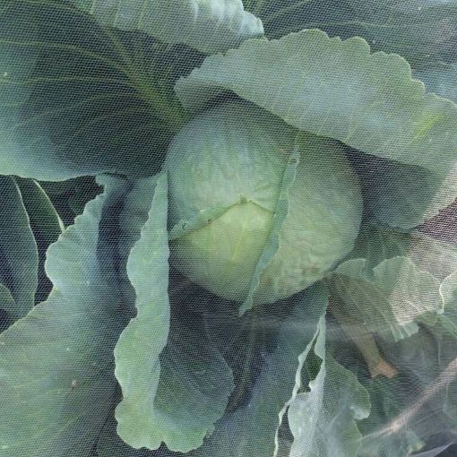 Poza cu Plasă anti-insecte GeoInsect20 HDPE pentru culturi, sere și grădină