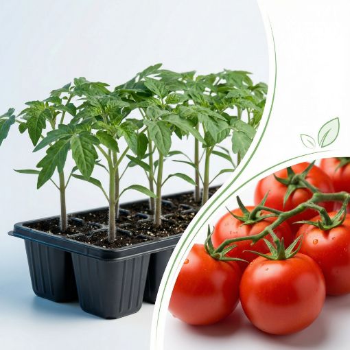 Poza cu Răsaduri profesionale de roșii Cristal F1