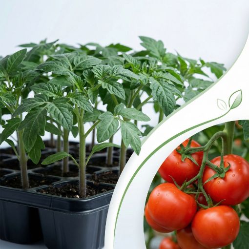 Poza cu Răsaduri profesionale de roșii Ozkan F1