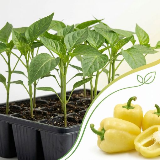 Poza cu Răsaduri profesionale de ardei gras galben Karola Agrosel