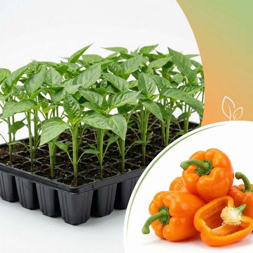 Poza cu Răsaduri profesionale de ardei gras portocaliu Guray F1