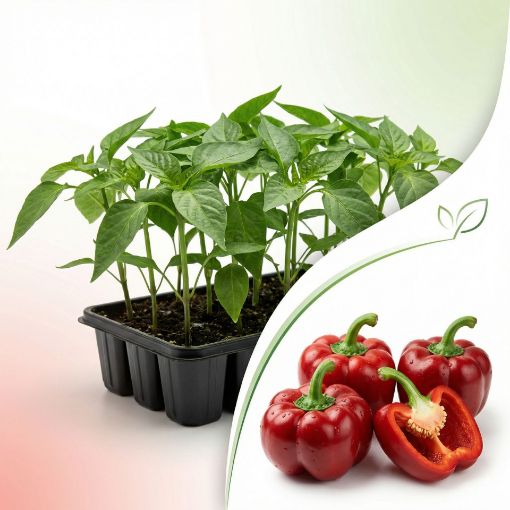 Poza cu Răsaduri profesionale de gogoșar Traian