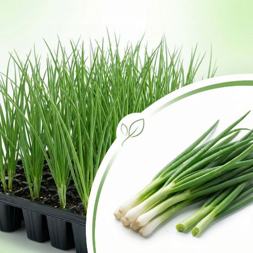 Poza cu Răsaduri profesionale de ceapă verde din semințe Savel F1