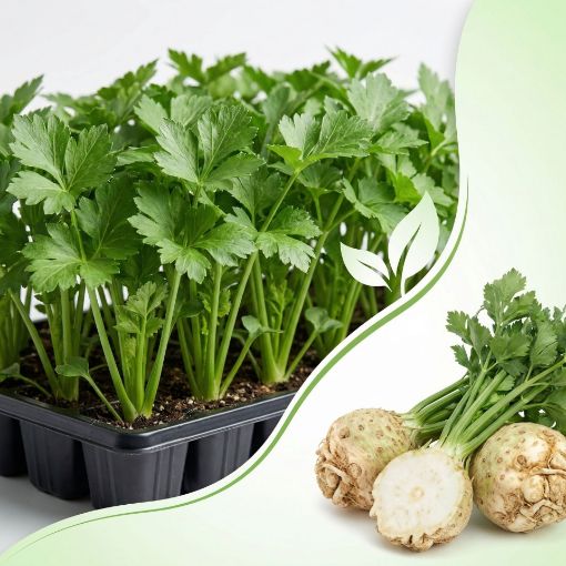 Poza cu Răsaduri profesionale de țelină Prinz F1