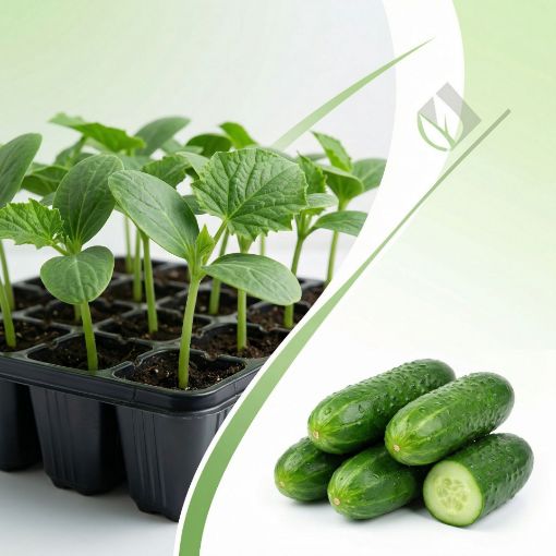 Poza cu Răsaduri profesionale de castraveți Capricorn F1 pentru solar și seră