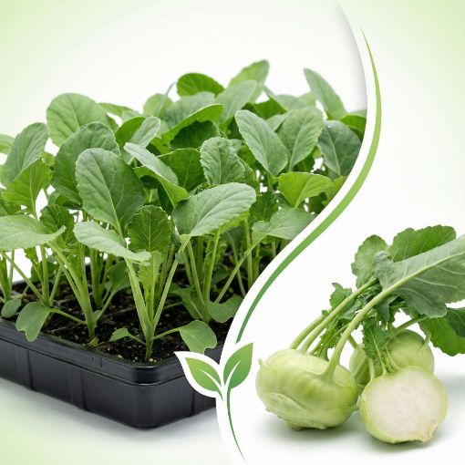 Poza cu Răsaduri profesionale de gulii Korist F1