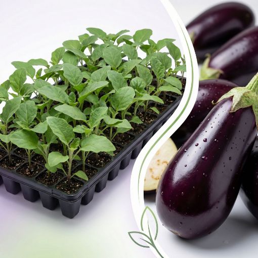 Poza cu Răsaduri profesionale de vinete Aragon F1 în alveole de 70