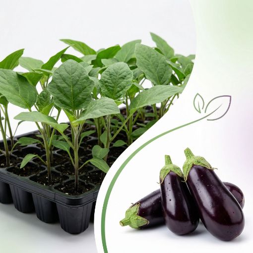 Poza cu Răsaduri profesionale de vinete Aragon F1 pentru solar și câmp