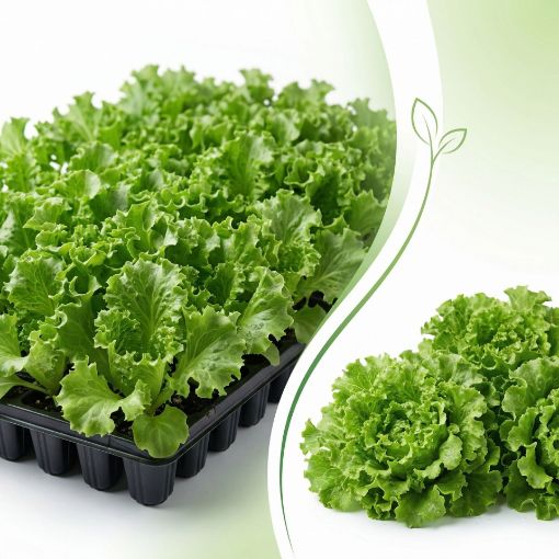 Poza cu Răsaduri profesionale de salată verde creață Fiyonk F1 pentru solar și câmp