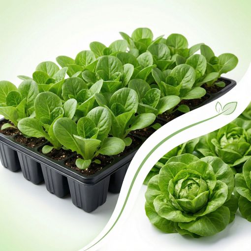 Poza cu Răsaduri profesionale de salată verde Shangore F1 pentru solar și câmp