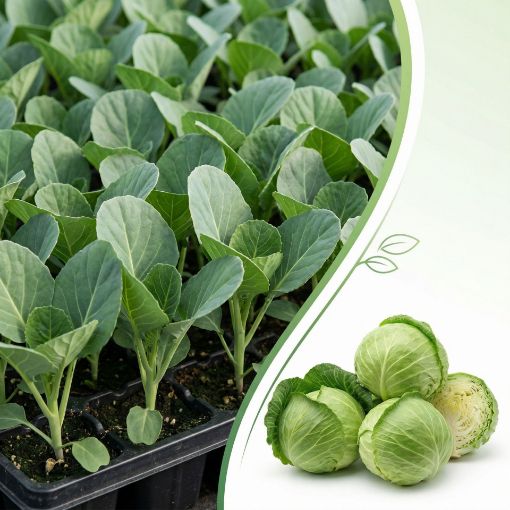 Poza cu Răsaduri profesionale de varză de toamnă Beverly Hills F1, Caruso F1 și Supreme Queen F1