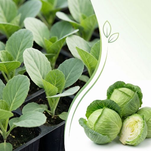 Poza cu Răsaduri profesionale de varză extratimpurie Jetma F1